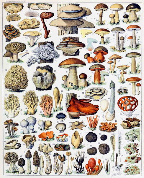 Quadro su tela Illustration of  Mushrooms  c.1923