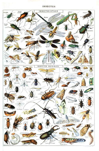 Quadro su tela Illustration of  useful Insects and insect pests c.1923