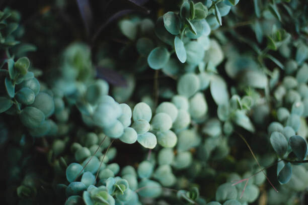 Quadro su tela Leaf background