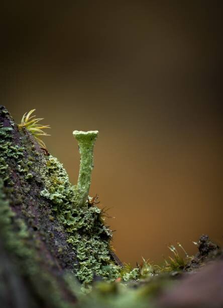Quadro su tela Macro of a Cladonia pyxidata fungus,