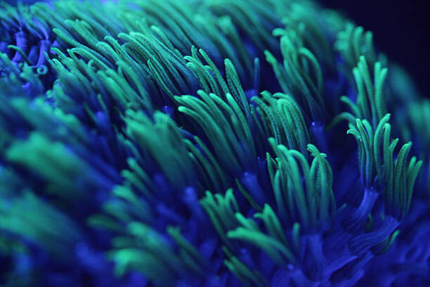 Quadro su tela Macro shor of colorful corals