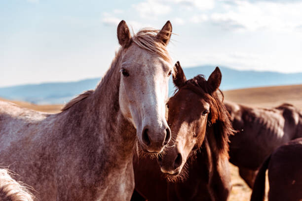 Quadro su tela Wild horses in nature reserve