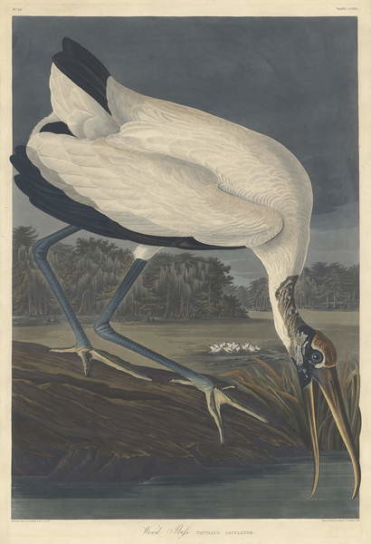 Quadro su tela Wood Ibis, 1834