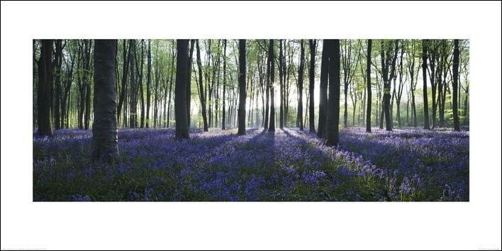 Foresta - Blue - Stampe d'arte