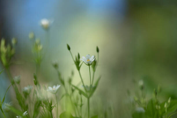 Samolepka Star-studded lancet