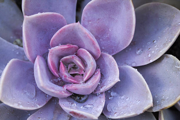 Samolepka Succulent flowerbeds