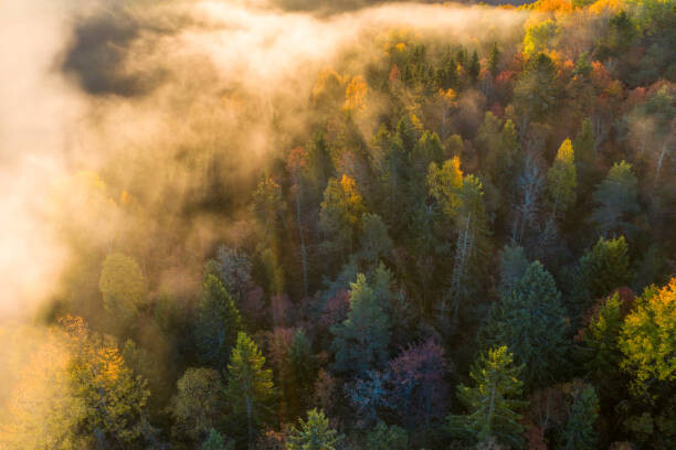 Samolepka Sunrise and morning mist in the forest