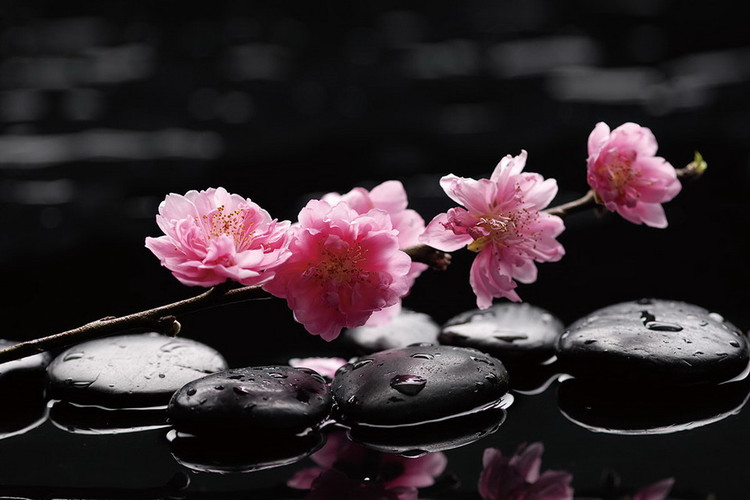 Szklany obraz Zen - Pink Orchid 2