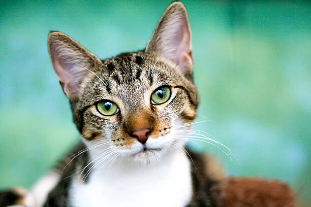 Tričko Tabby cat with green eyes looking at camera.