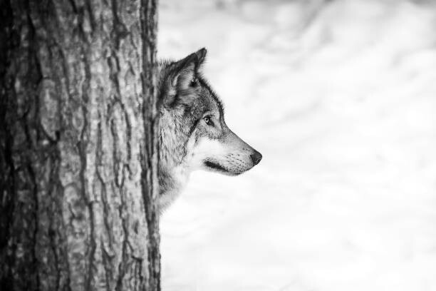 Tablou pe pânză Lone wolf and tree