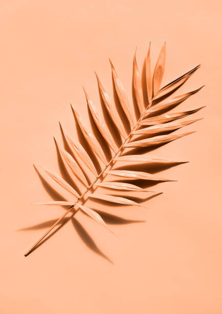 Tablou pe pânză Palm leaf close up