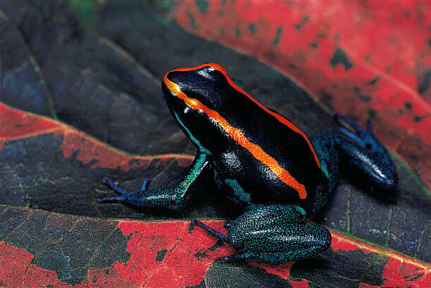Tablou pe pânză Phyllobates vittatus (Golfodulcean poison frog)