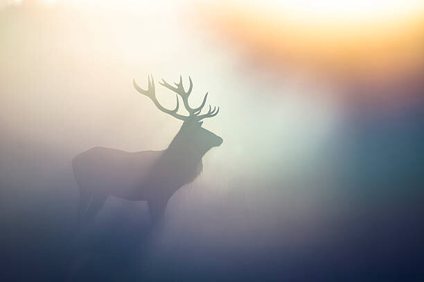 Tablou pe pânză Red Deer(Cervus elaphus)