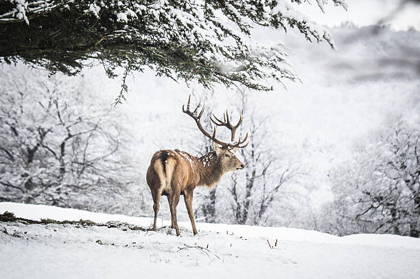 Tablou pe pânză Red Deer Stag