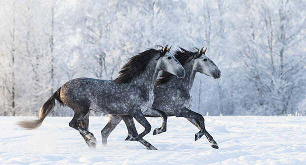 Tablou pe pânză Two running grey Purebred Spanish horses