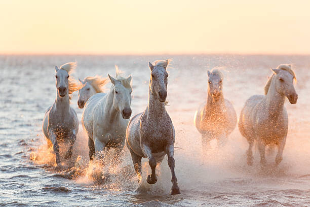 Tablou pe pânză White horses running through water, The Camargue