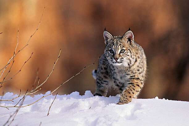 Tableau sur toile Bobcat, Felis rufus, walking in snow,