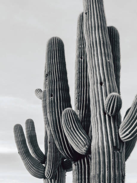 Tableau sur toile Cactus 1