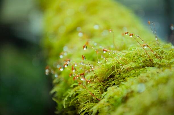 Tableau sur toile Close-up Moss with the dropped water