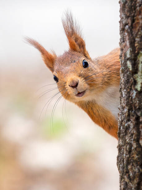 Tableau sur toile Close-up of squirrel on tree trunk,Tumba,Botkyrka,Sweden