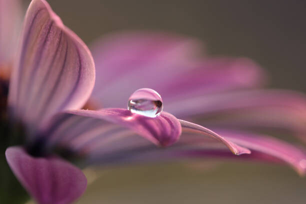 Tableau sur toile Close-up of water drops on pink flower