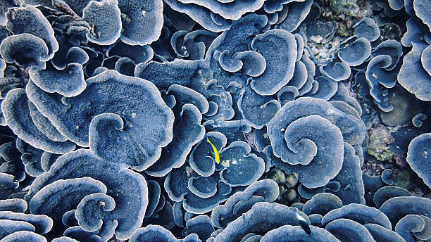 Tableau sur toile Coral Winds