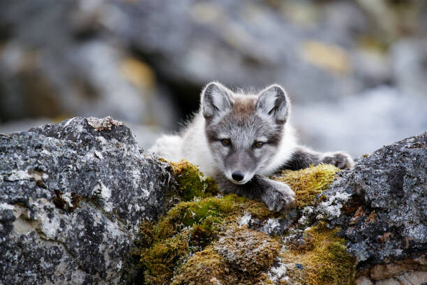 Tableau sur toile Curious arctic fox cub taking a rest after playing