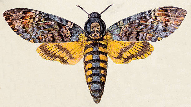 Tableau sur toile Death's-head Hawk moth , insect animals