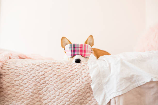 Tableau sur toile Front view of corgi with plaid