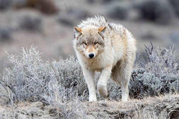 Tableau sur toile Grey Wolf looking at camera in