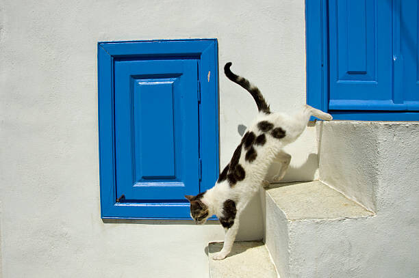 Tableau sur toile Jumping Domestic Cat, Mykonos, Greek Islands,