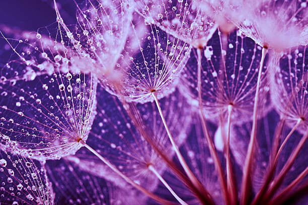 Tableau sur toile Macro abstract of water drops on dandelion seeds