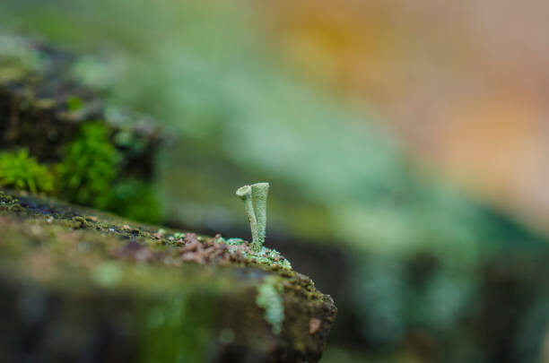Tableau sur toile moss forest litter macro, fantastic plants.