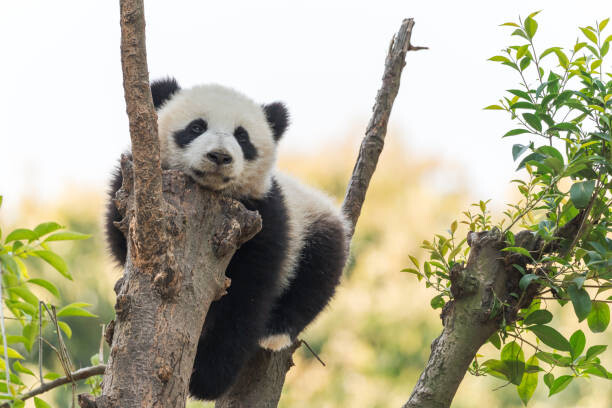 Tableau sur toile Panda cub in a tree