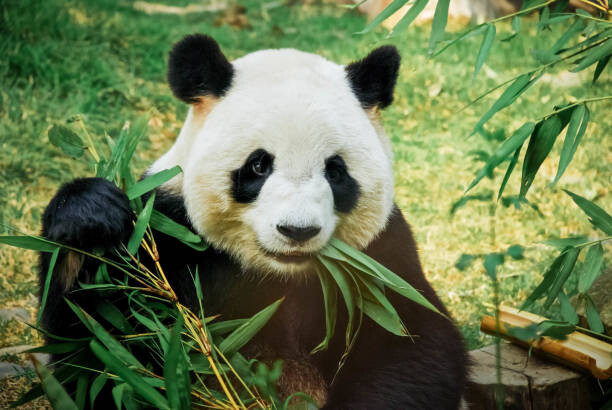 Tableau sur toile Panda eating bamboo