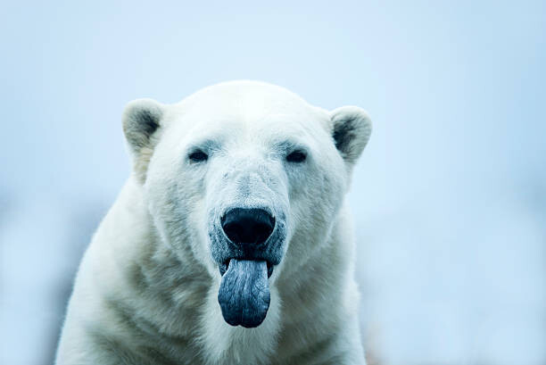 Tableau sur toile Polar Bear closeup portrait