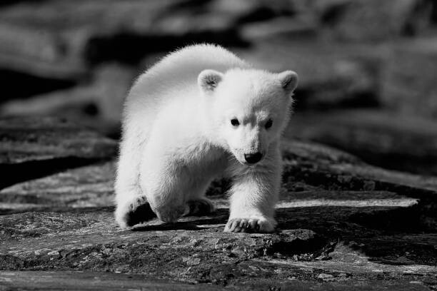 Tableau sur toile Polar bear