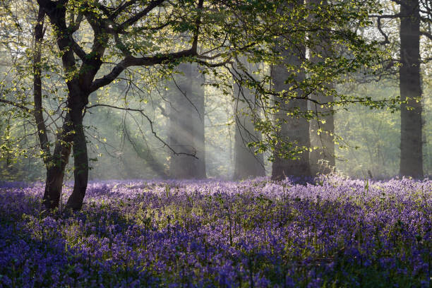 Tableau sur toile Rays of sunlight enter this Bluebell