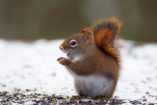 Tableau sur toile Red Squirrel on snow
