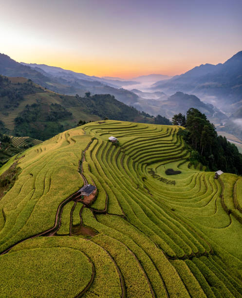Tableau sur toile Rice fields on terraced prepare the
