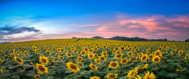 Tableau sur toile Sunflower field at sunset