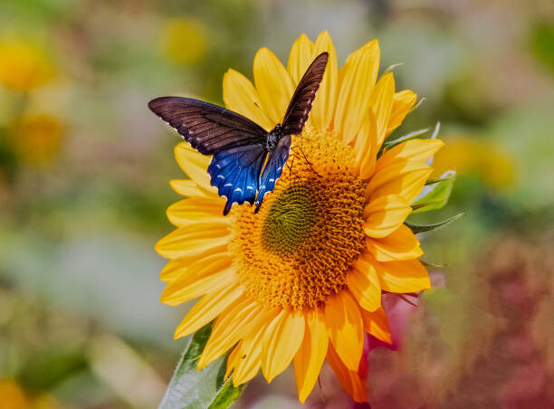 Tableau sur toile Swallowtail on Sunflower
