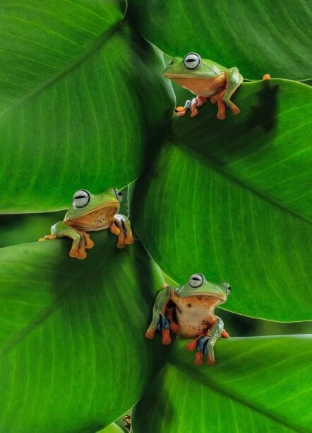 Tableau sur toile Three Brothers