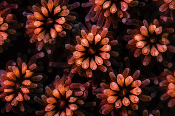 Tableau sur toile Underwater image take coral polyps