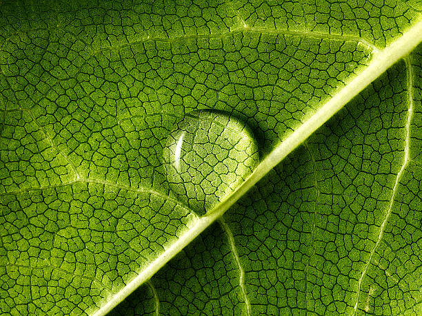 Tableau sur toile water drop on leaf