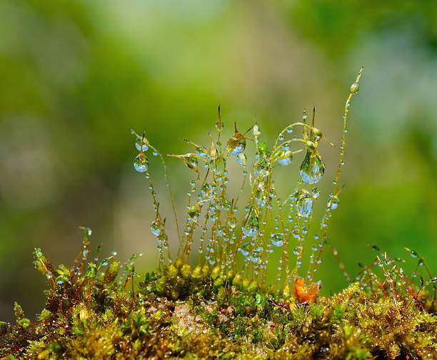Tableau sur toile Water drops on moss with Sun beams