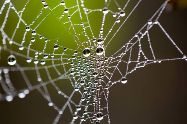 Tableau sur toile Water drops on spider web needles