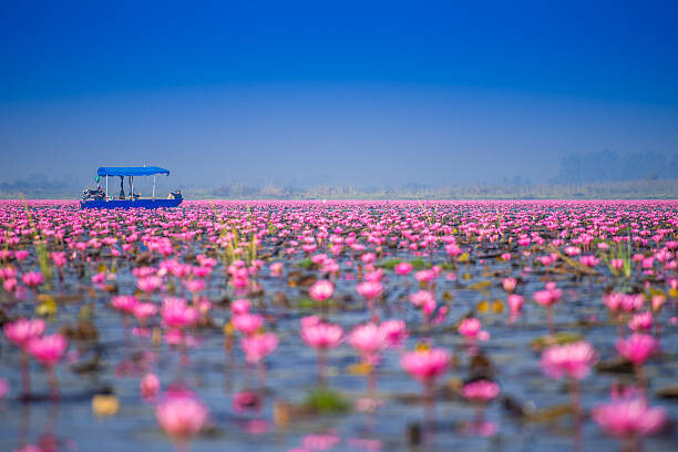 Tričko Tourist boat among the water lilies in the lake