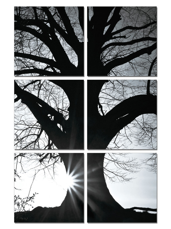 Tree Silhouette B W Modern Tavla Bild Pa Europosters Se