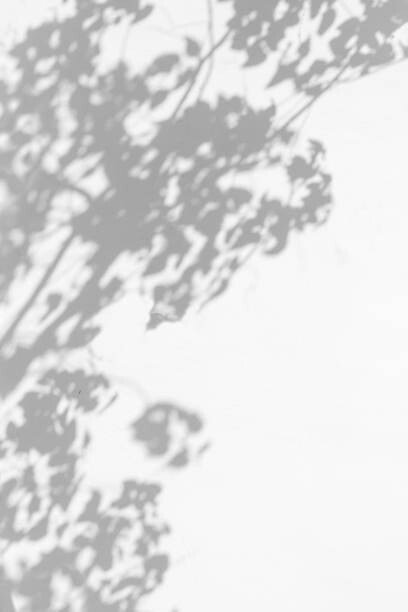 Adhesivo para pared trees branch and leaf with shadow